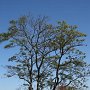 IMG_5226